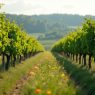 Ein organisch-biologisch bewirtschafteter Weinberg mit artenreicher Begrünung zwischen den Rebzeilen